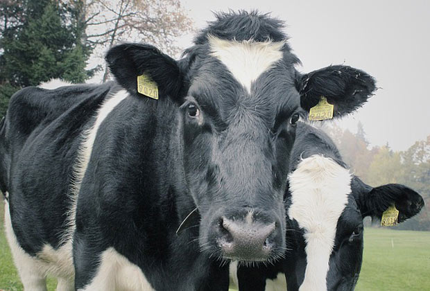  Unlock Your Farming Potential with a Convenient Loan for Cow: Boost Your Livestock Business Today!